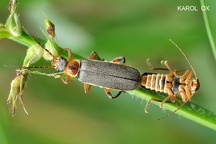 Cantharis nigricans (13)